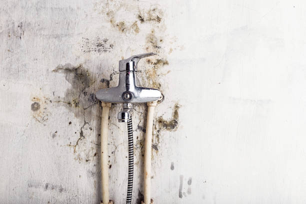 Best Home Mold Removal  in Sam Rayburn, TX