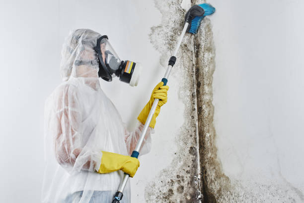 Home Mold Removal in Sam Rayburn, TX