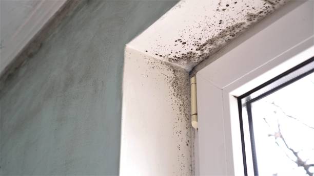 Best Same-Day Mold Removal  in Sam Rayburn, TX