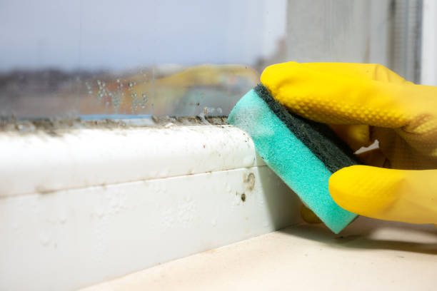 Best Professional Mold Removal  in Sam Rayburn, TX